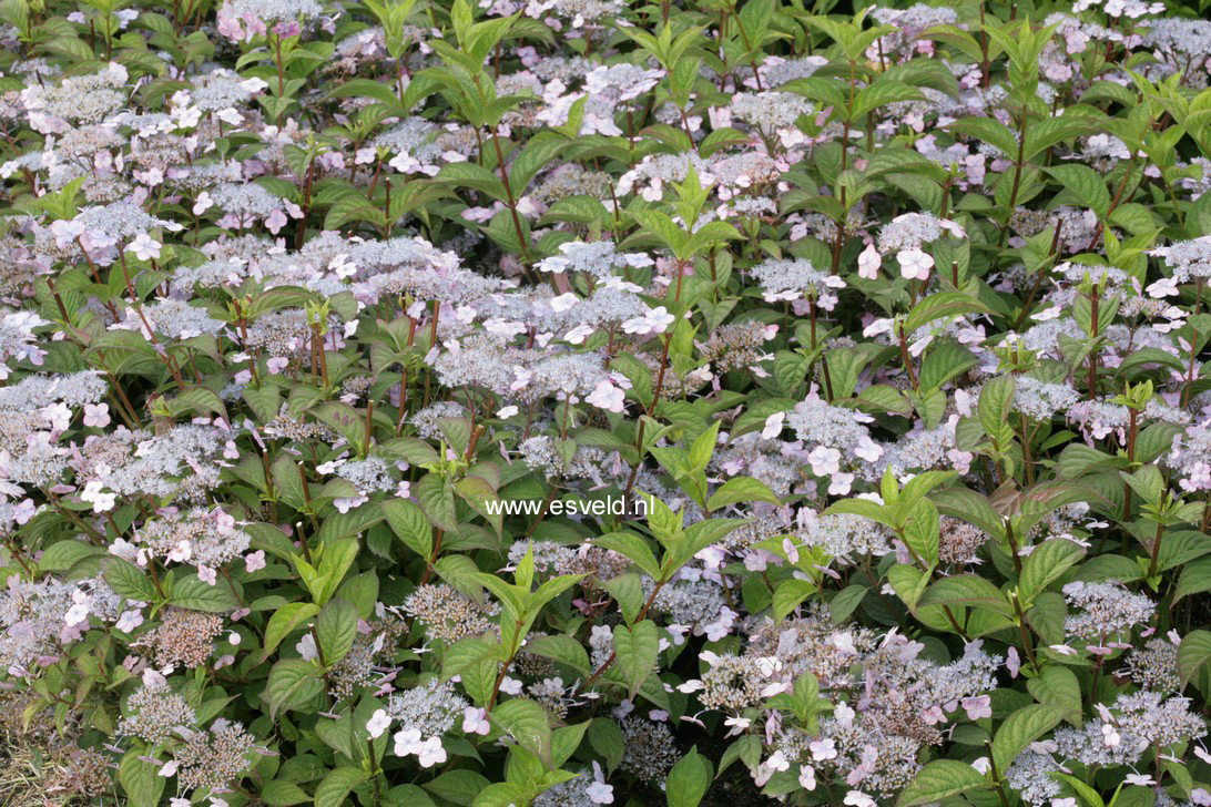 Hydrangea serrata 'Mont Aso'