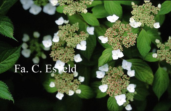 Hydrangea serrata 'Oto-hime'