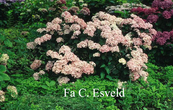 Hydrangea serrata 'Preziosa'