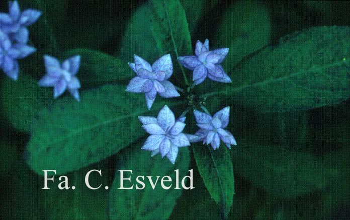 Hydrangea serrata 'Prolifera'