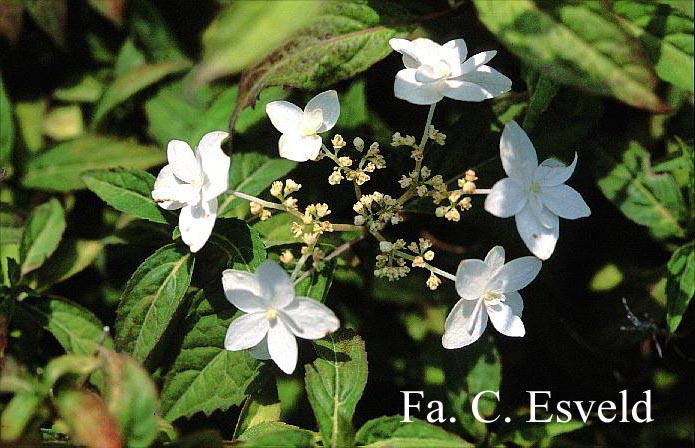 Hydrangea serrata 'Shiro-fuji'