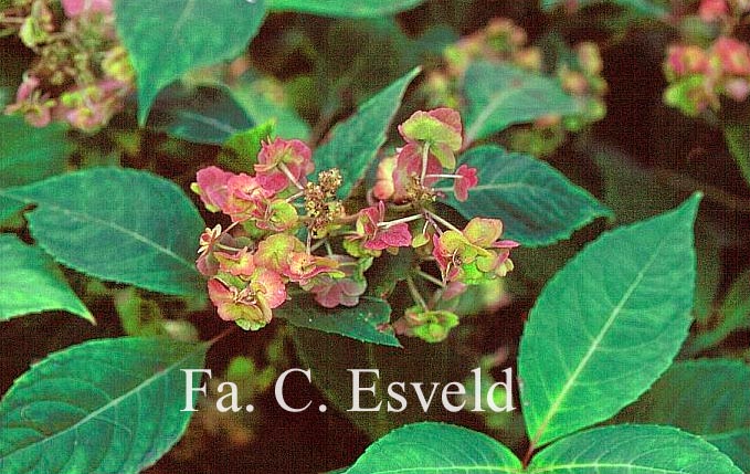 Hydrangea serrata 'Yae-no-amacha'