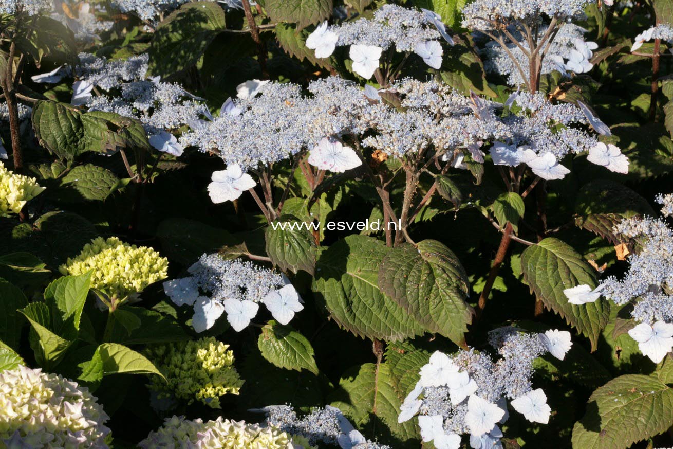 Hydrangea serrata yesoensis