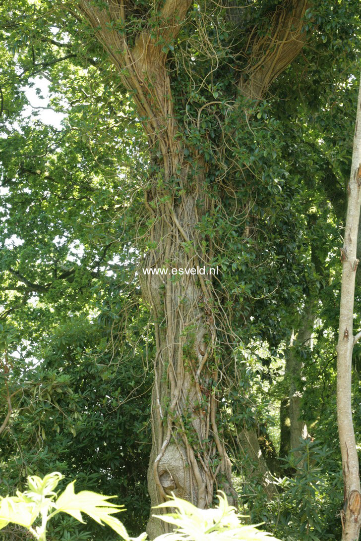 Hydrangea serratifolia