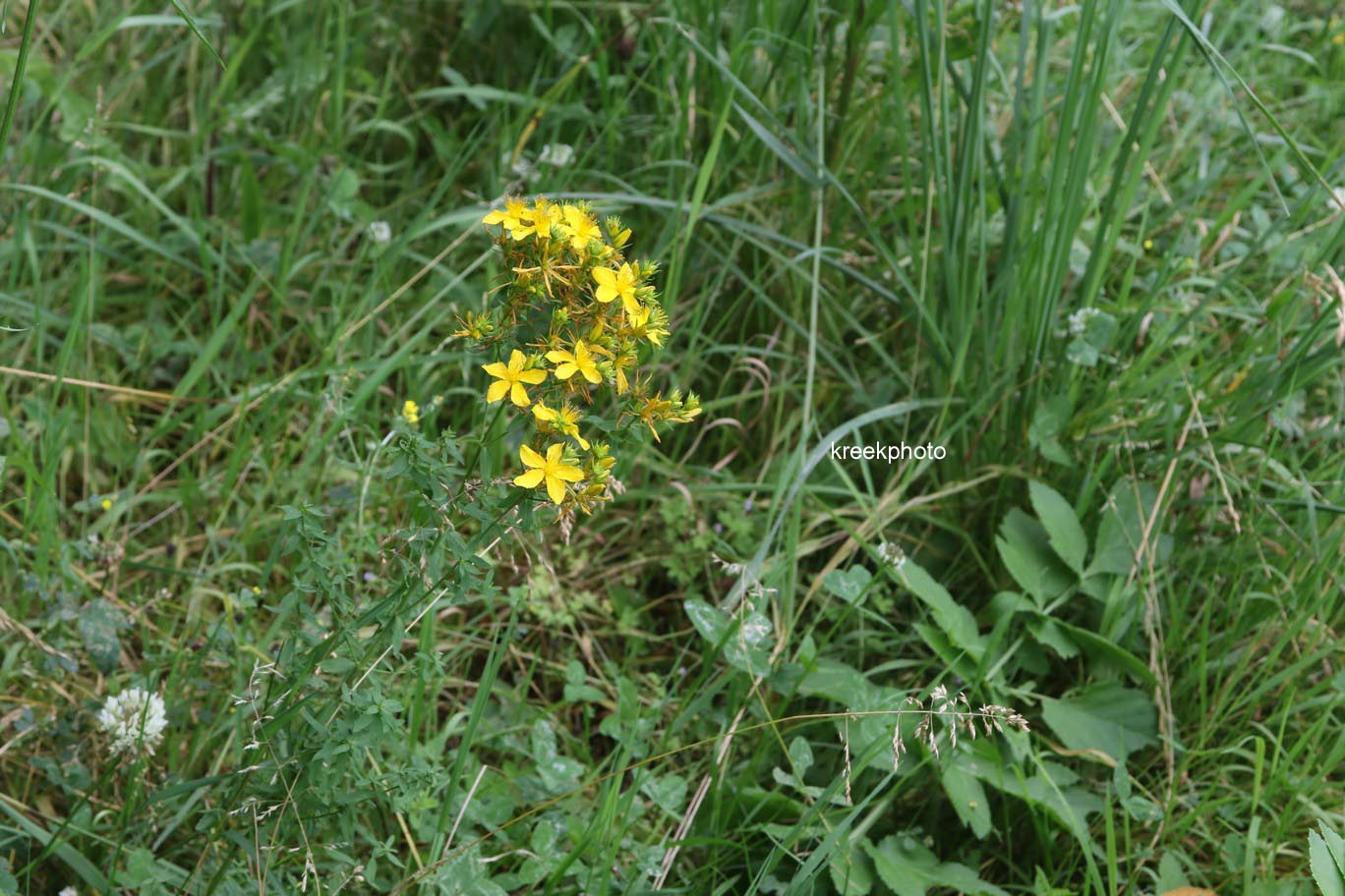Hypericum perforatum