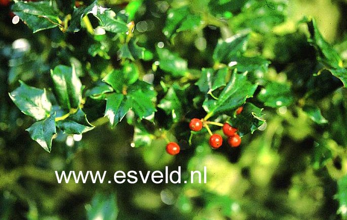 Ilex 'Chinese Girl'