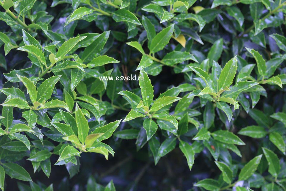 Ilex 'Cousin'