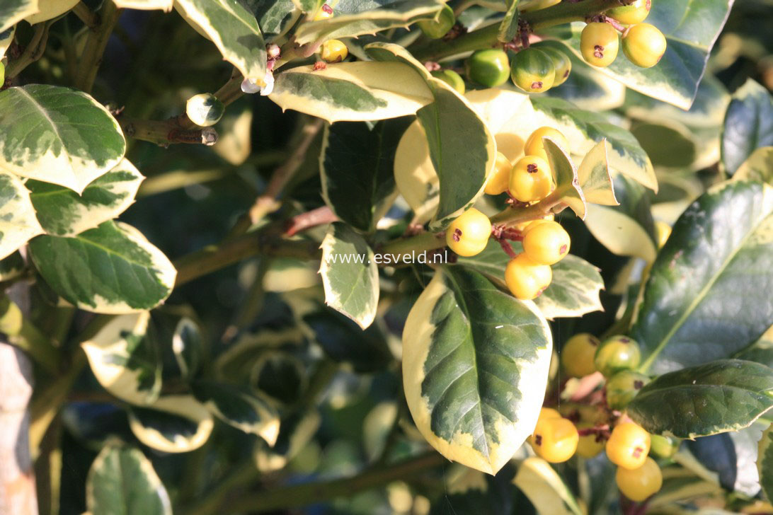 Ilex altaclerensis 'Howick'