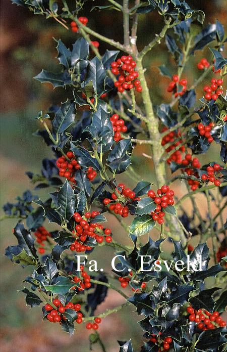 Ilex aquifolium 'Berlicum Beauty'