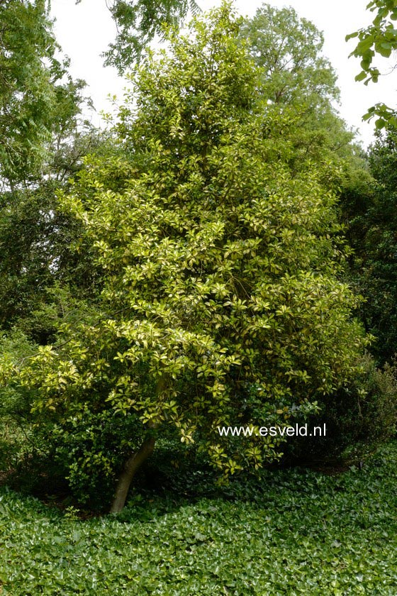 Ilex aquifolium 'Golden Milkmaid'