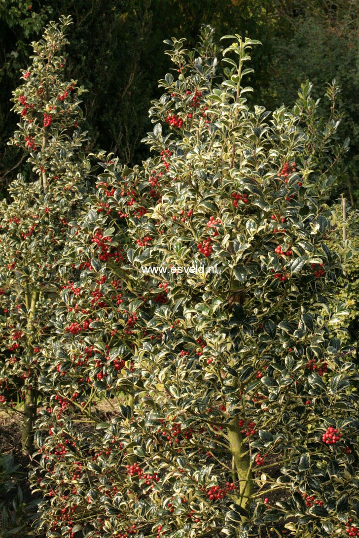 Ilex aquifolium 'Silver van Tol'