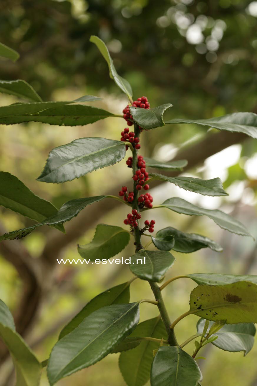Ilex latifolia