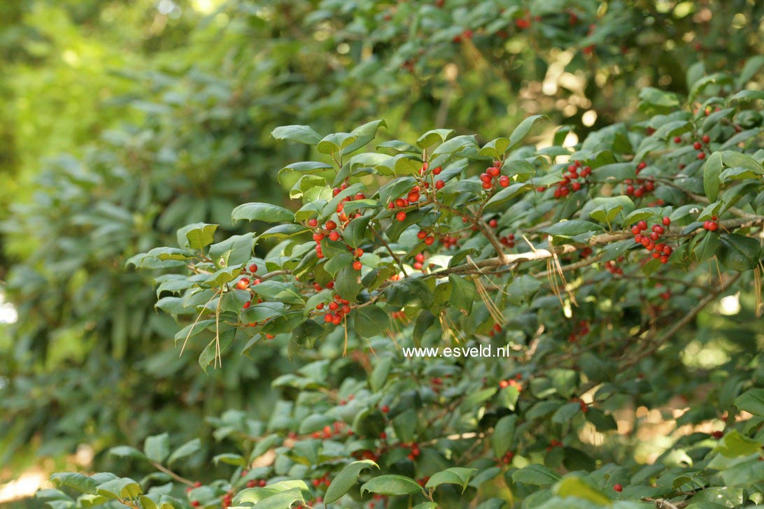 Ilex opaca