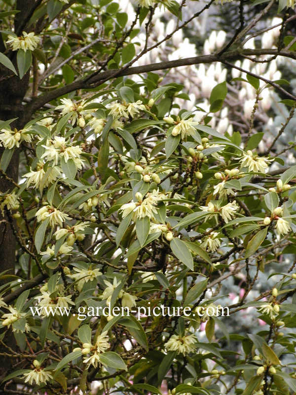 Illicium anisatum
