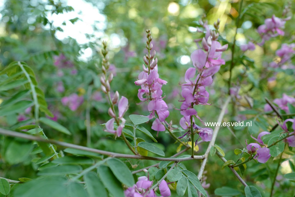 Indigofera heterantha