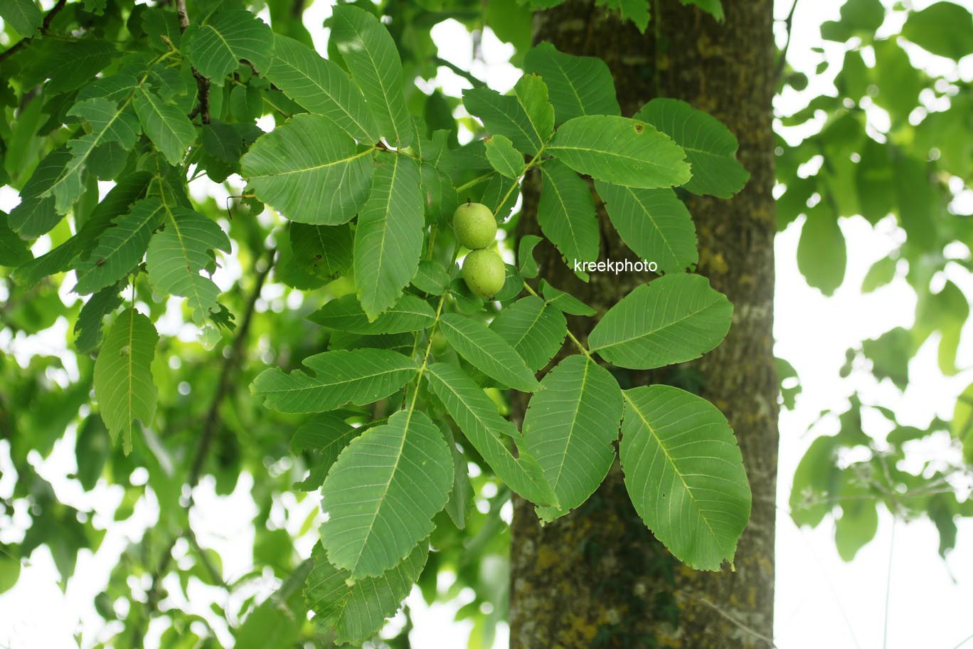 Juglans regia