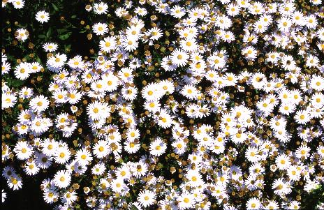 Kalimeris incisa 'Madiva'