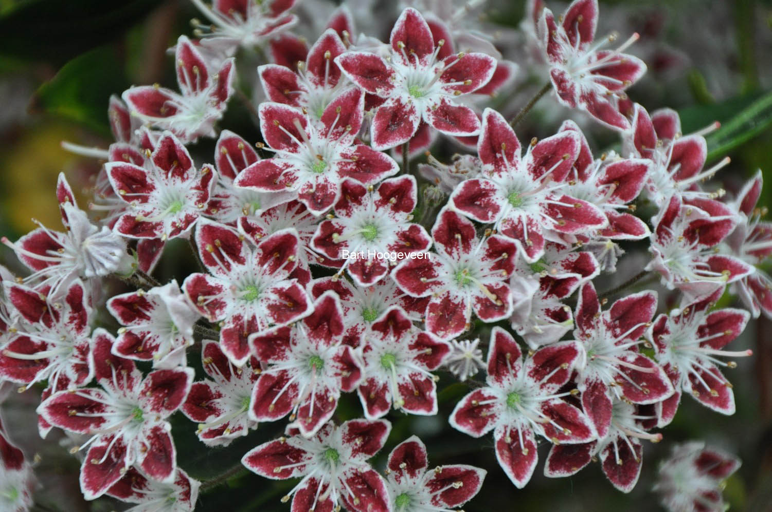 Kalmia latifolia 'Galaxy'