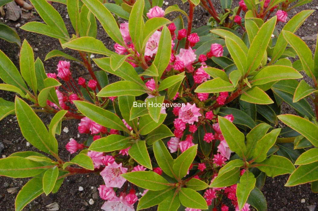Kalmia latifolia 'Myrtifolia'