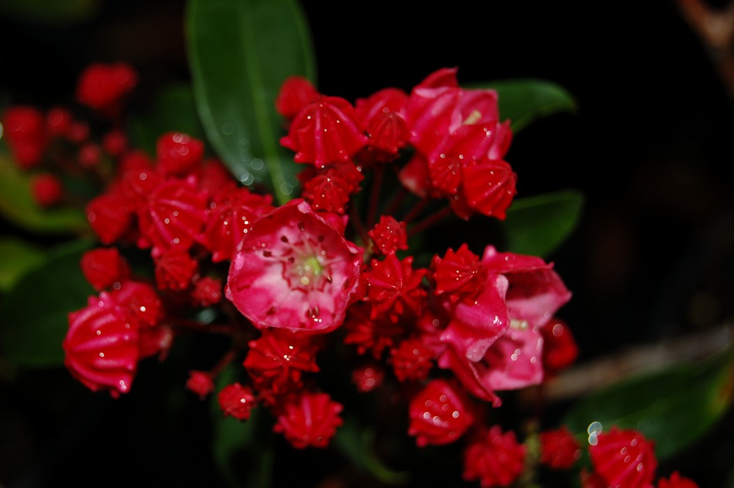 Kalmia latifolia 'Nancy'