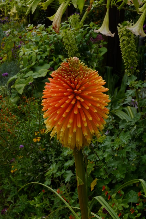 Kniphofia 'Alcazar'