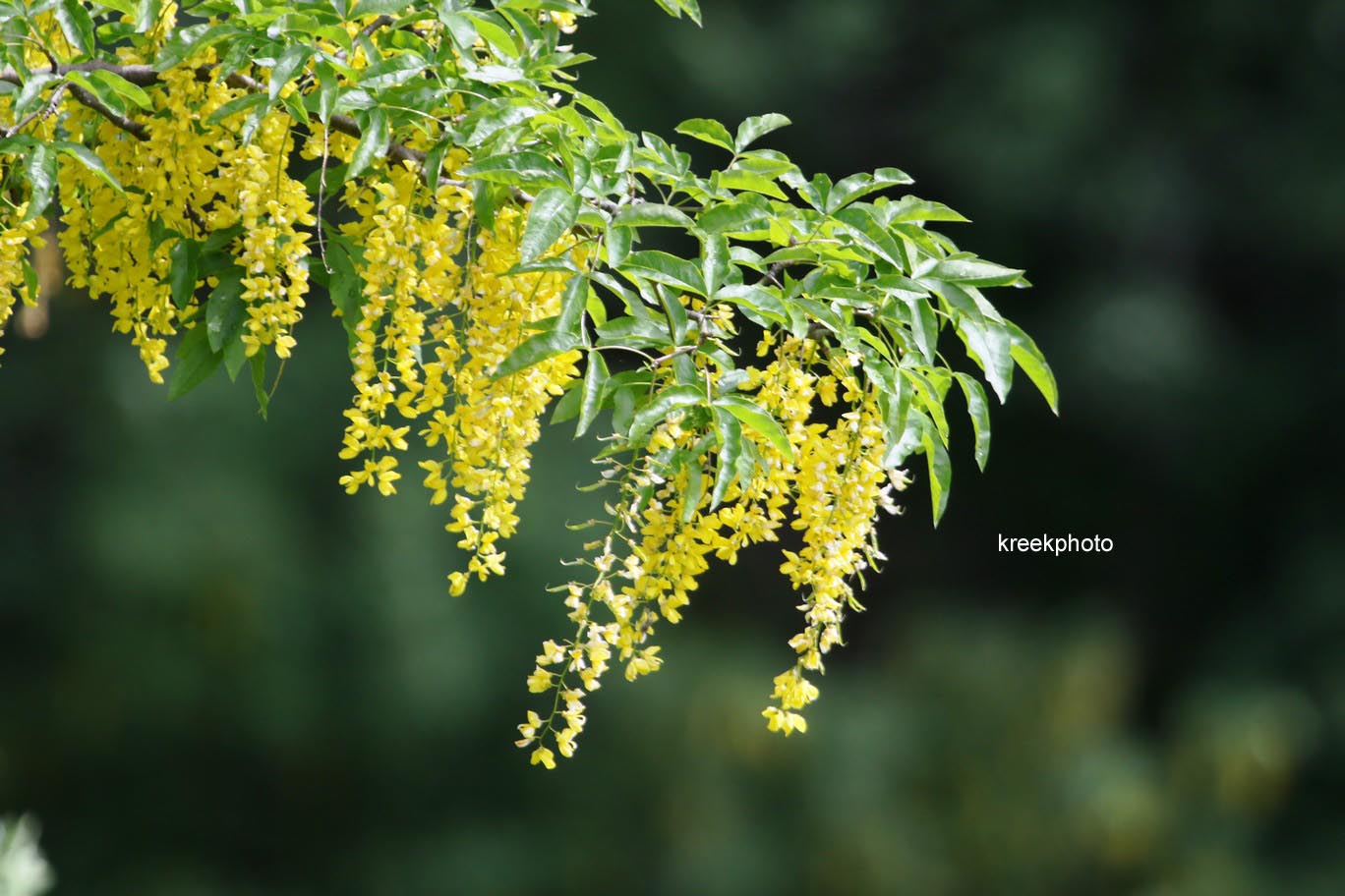Laburnum anagyroides