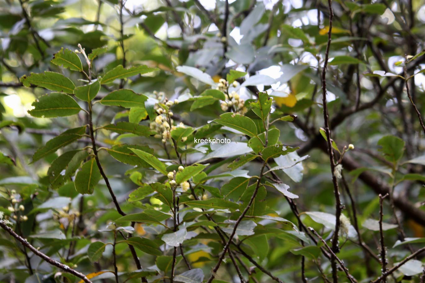 Laurus novocanariensis