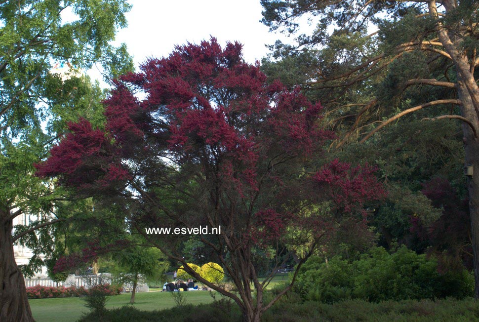 Leptospermum scoparium