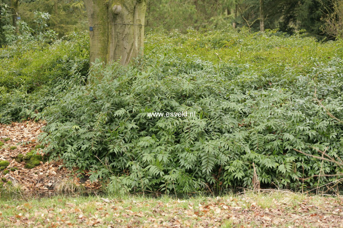 Leucothoe fontanesiana