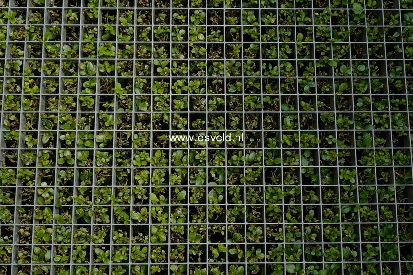 Ligustrum ovalifolium