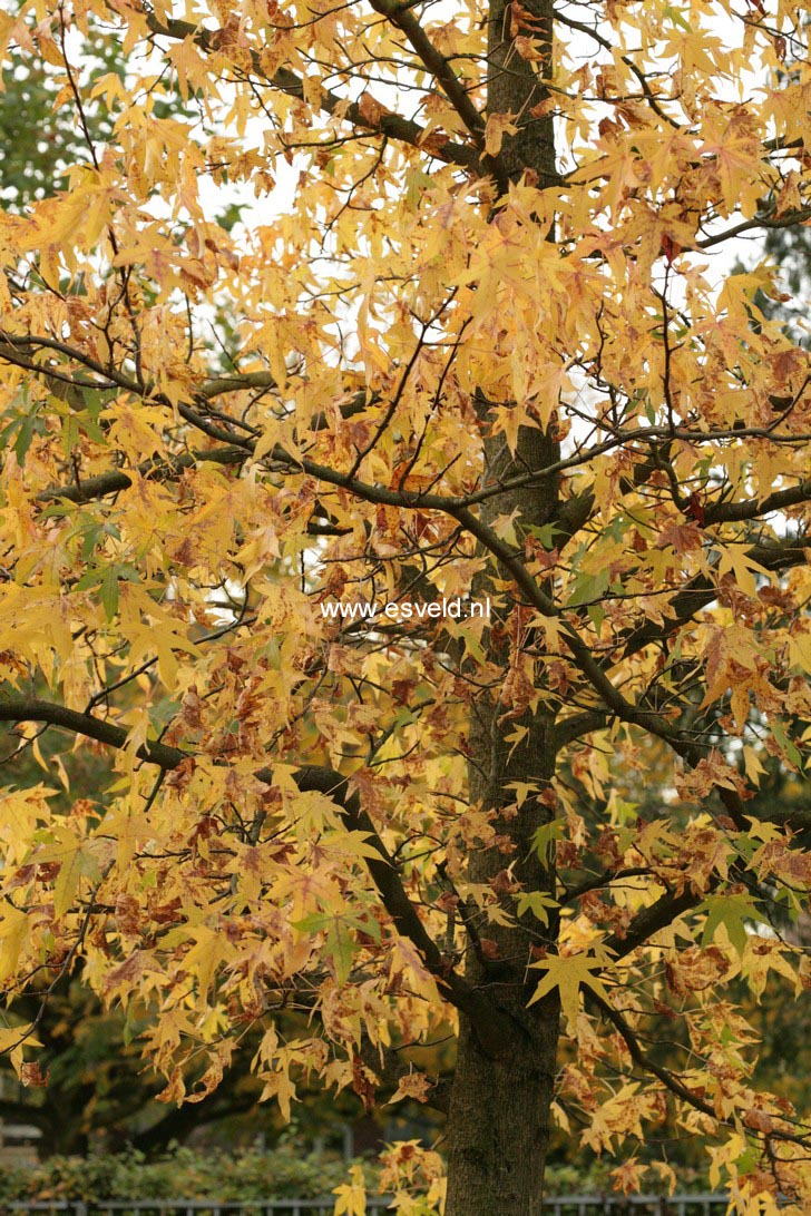 Liquidambar styraciflua 'Parasol'