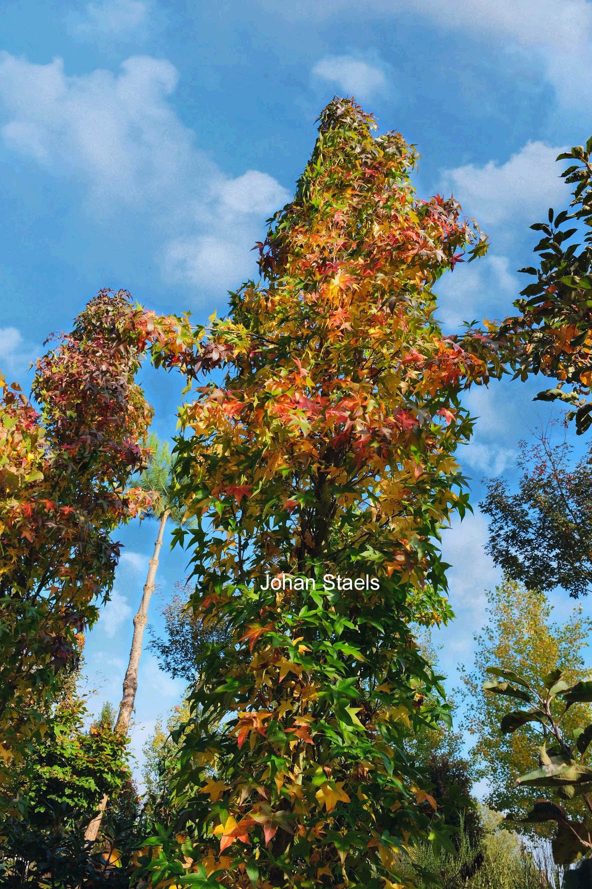 Liquidambar styraciflua 'Slender Silhouet'