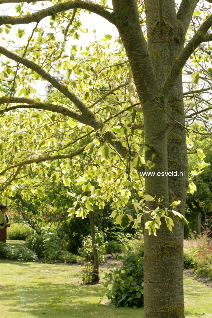Liriodendron tulipifera 'Aureomarginatum'