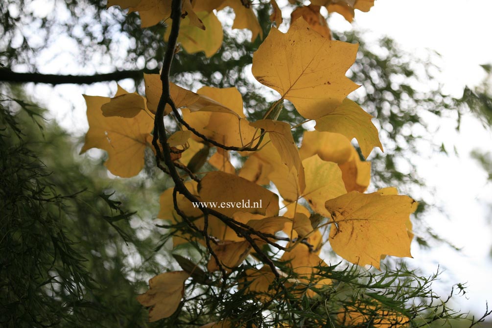 Liriodendron tulipifera 'Fastigiatum'