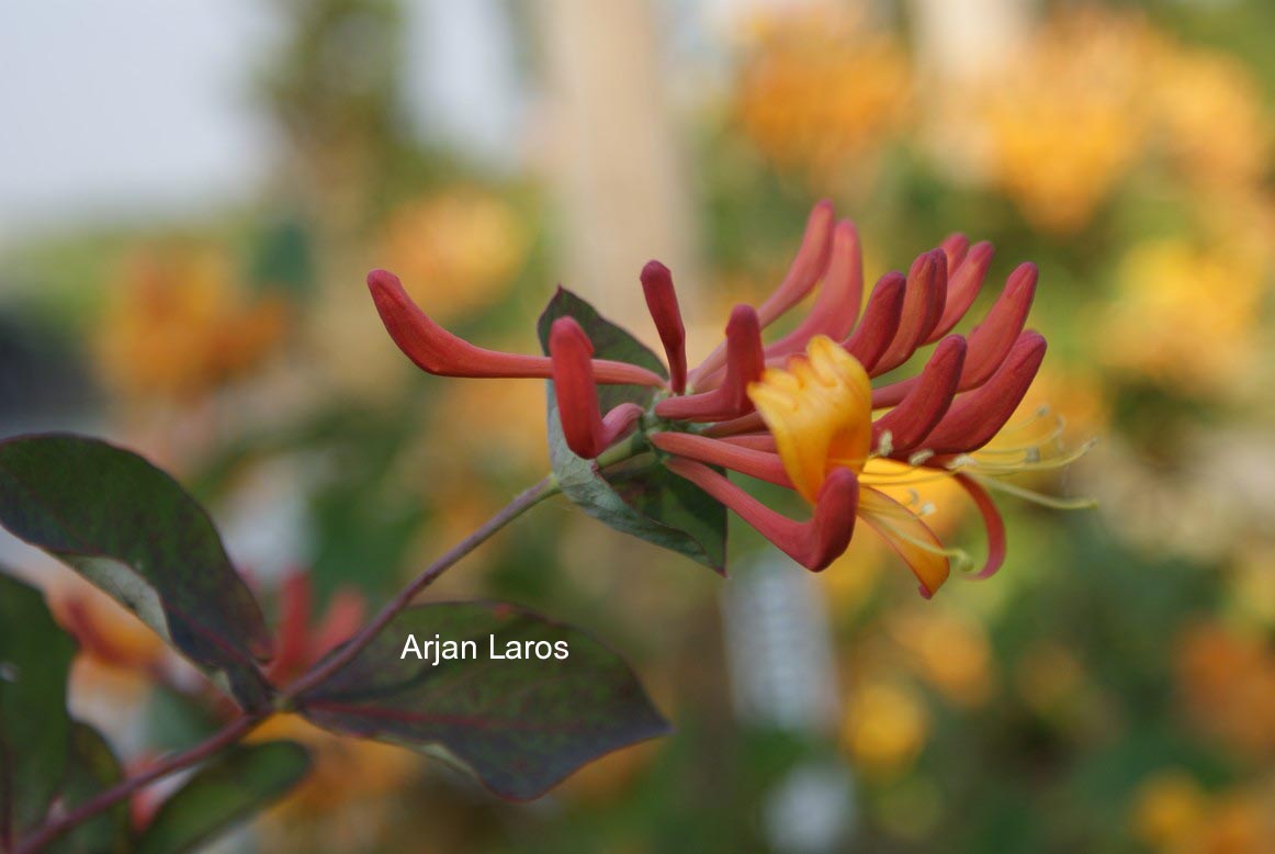 Lonicera 'Mandarin'