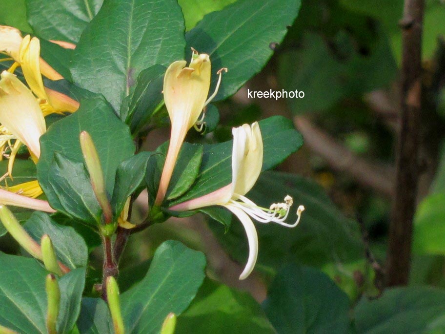 Lonicera japonica