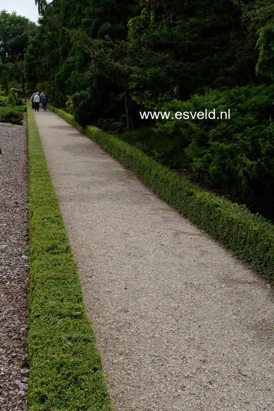 Lonicera nitida 'Maigruen'