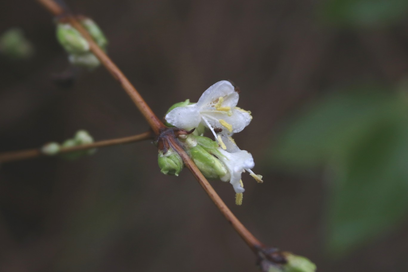Lonicera purpusii Lonicera purpusii