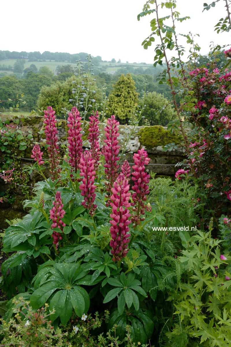 Lupinus 'Gallery Red'