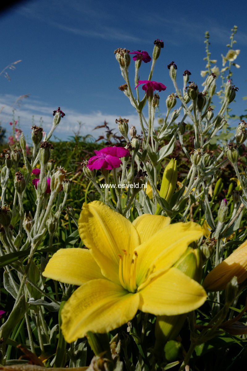 Lychnis coronaria