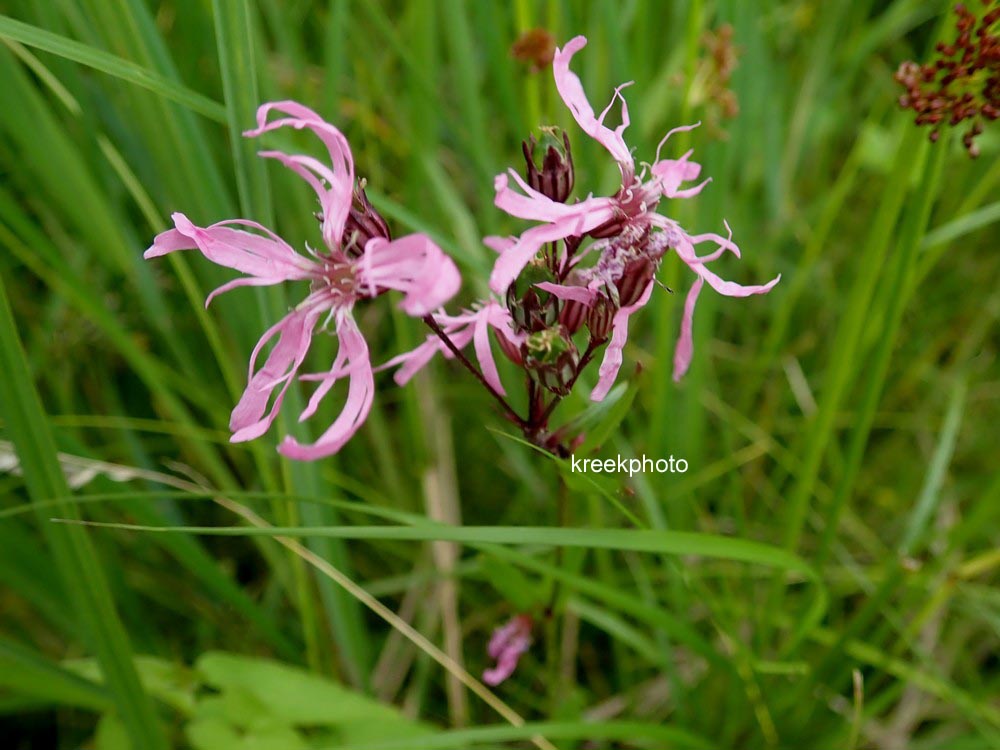 Lychnis flos-cuculi