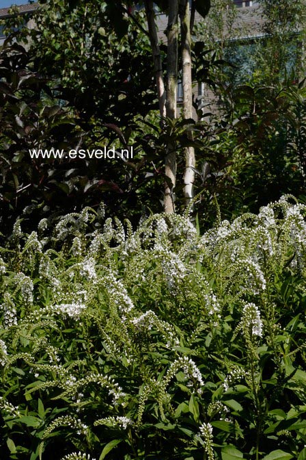 Lysimachia clethroides