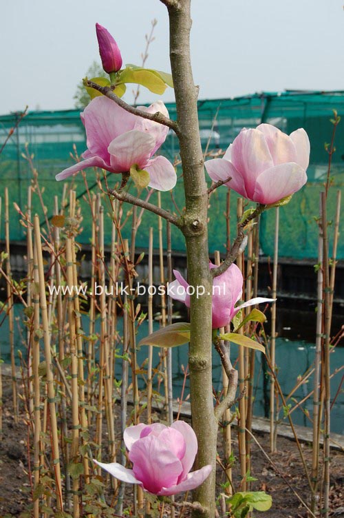 Magnolia 'Advance'