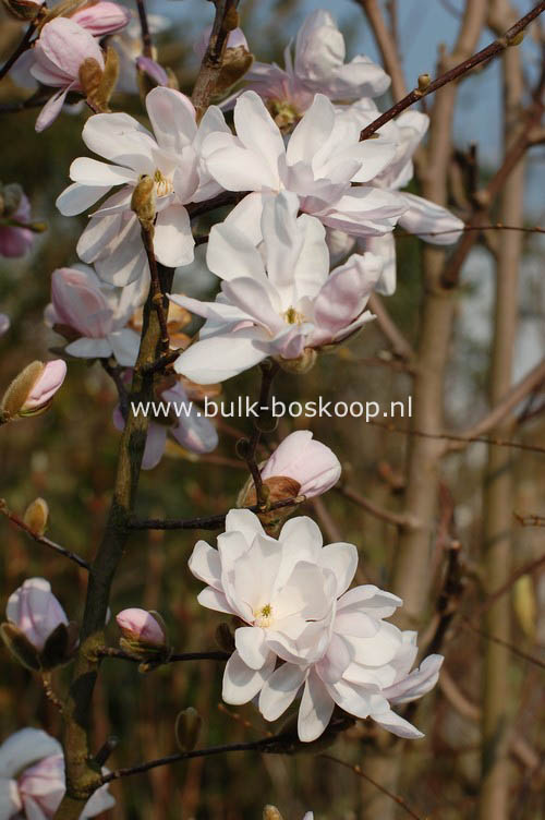 Magnolia 'Alixeed'
