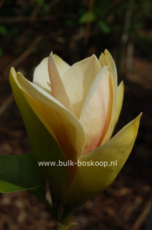 Magnolia 'Sunsation'