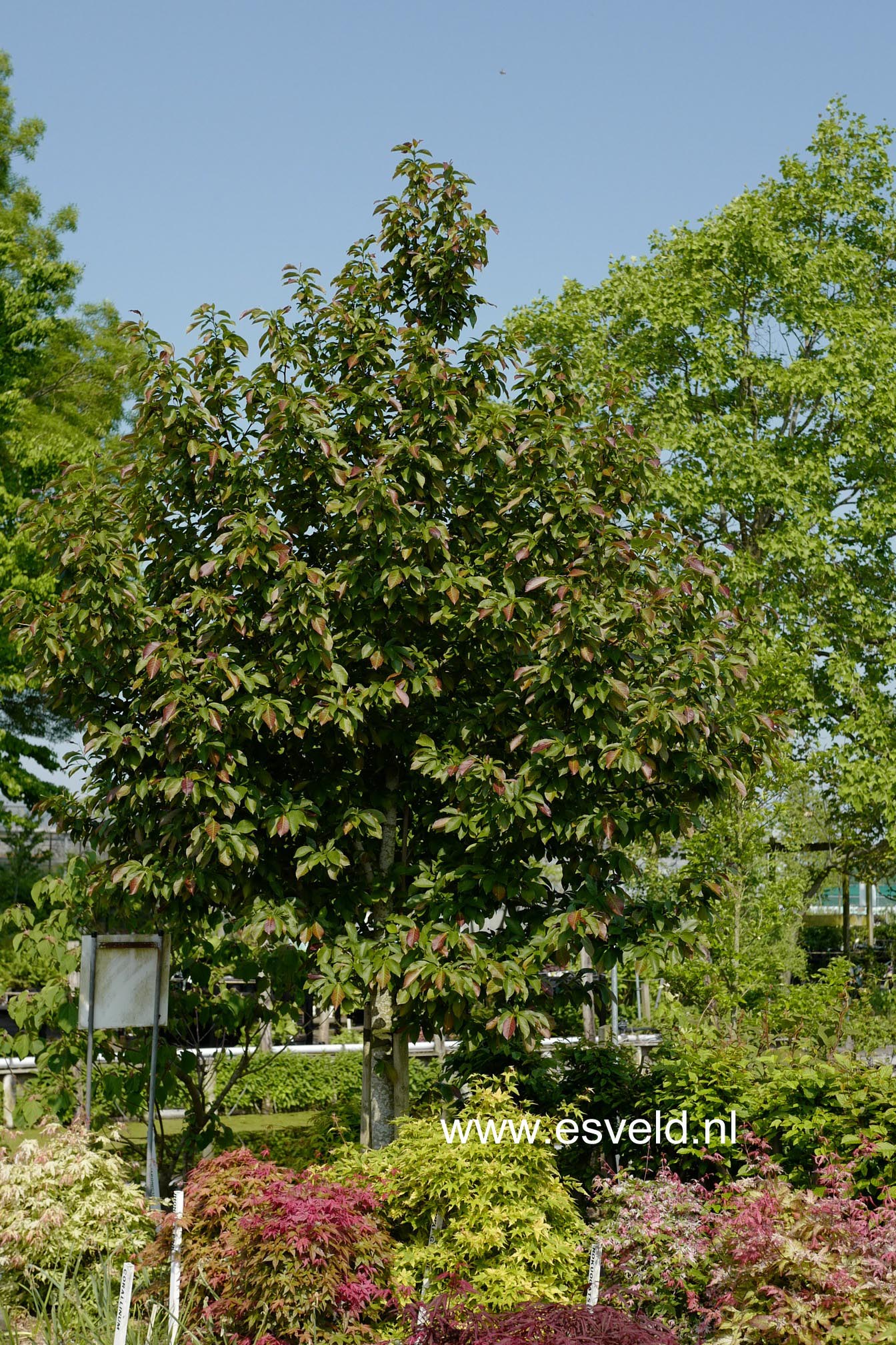 Magnolia kobus 'Esveld Select'