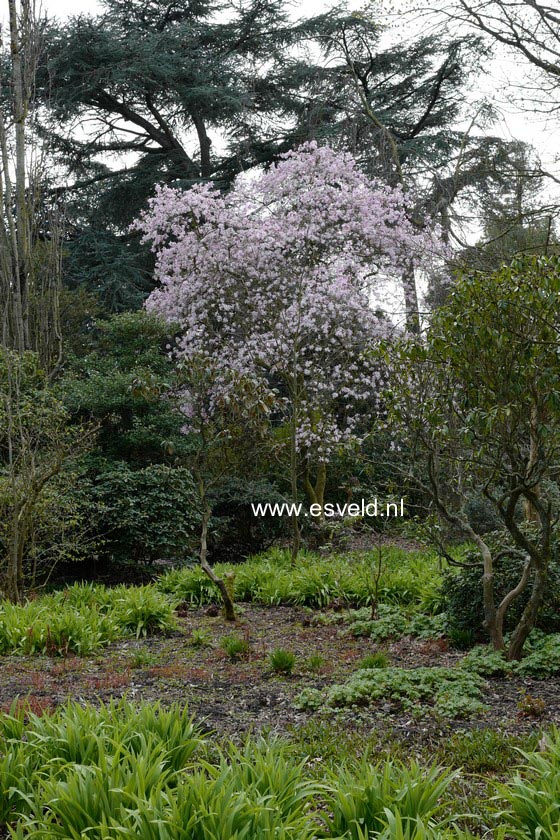 Magnolia loebneri 'Leonard Messel'