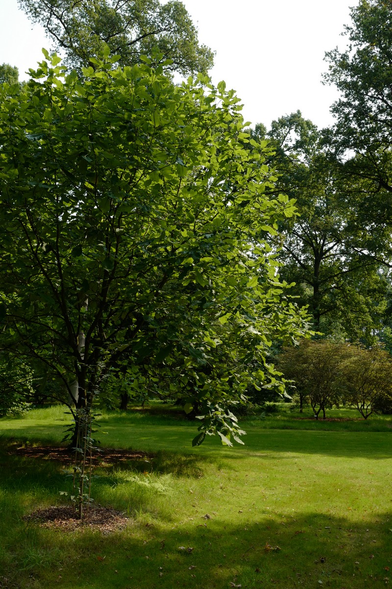 Magnolia macrophylla ssp. ashei