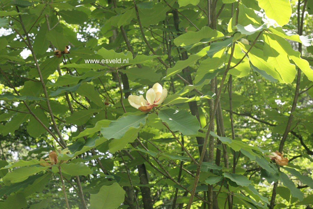 Magnolia obovata