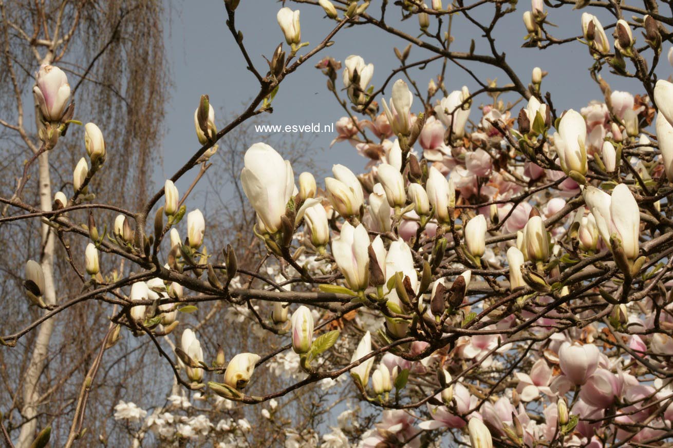 Magnolia soulangeana 'Brozzonii'